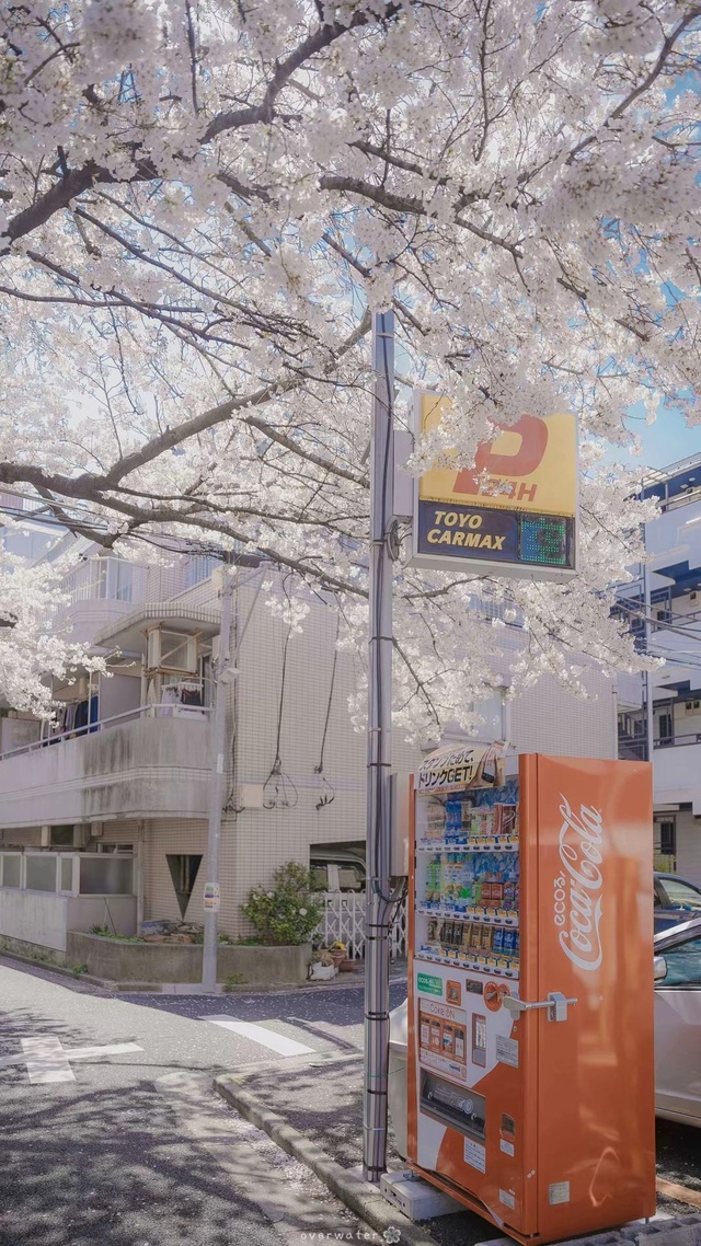 Cherry Blossom Street Fresh